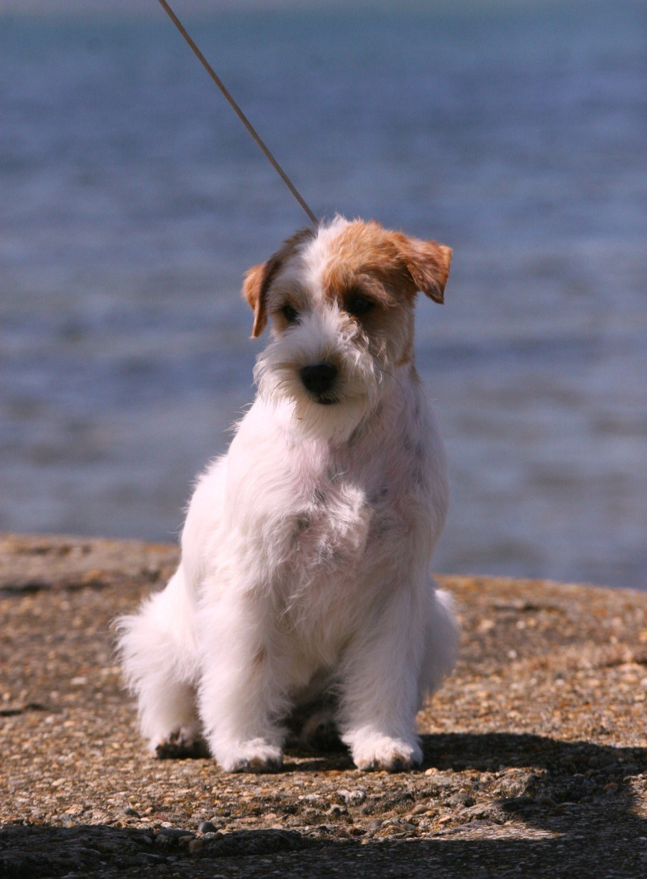 Lovely-Orange Colambina. Lovely-Orange питомник джек рассел терьеров