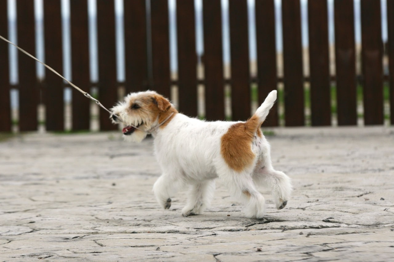 Lovely-Orange Colambina. Lovely-Orange питомник джек рассел терьеров