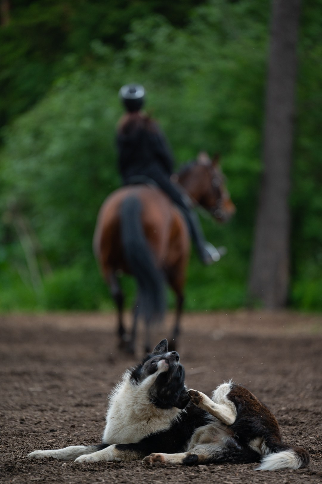 Конюшня. Мир живой фотографии о Вас и для Вас
