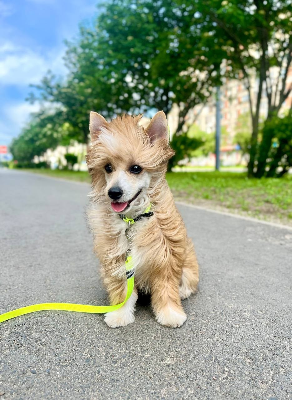 Poale Ell Veles. Chinese Crested Dog Kennel Poale Ell