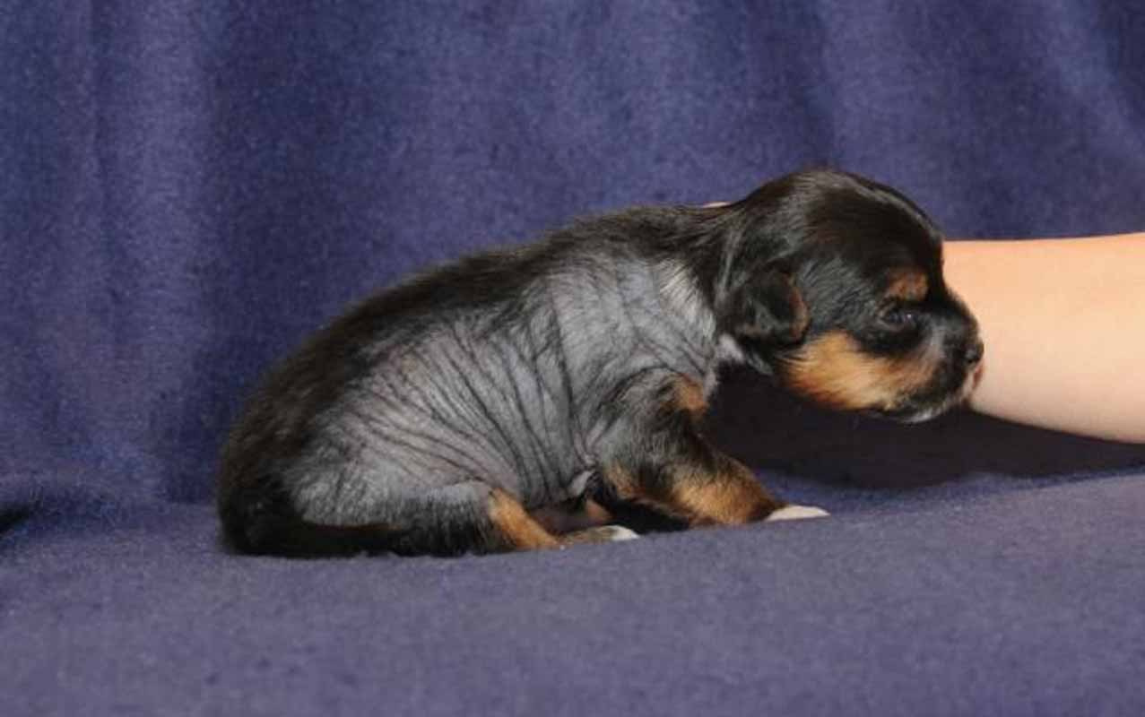 Нерону (Zlato Dinastii Neron) — 14 лет. Поздравляем тебя, наш знаменитый папа!. Питомник китайских хохлатых собак Poale Ell: купить щенка