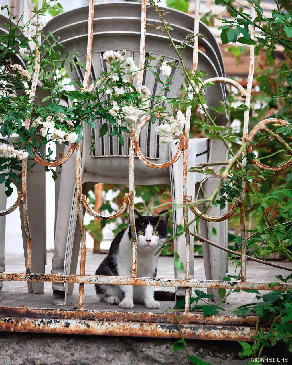 Пятигорский кот