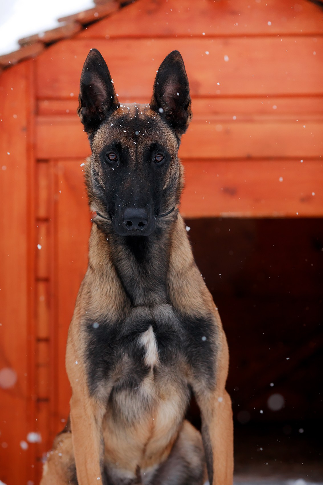 Зимние портреты. Фотограф-анималист Mary Mart — Москва, Питер