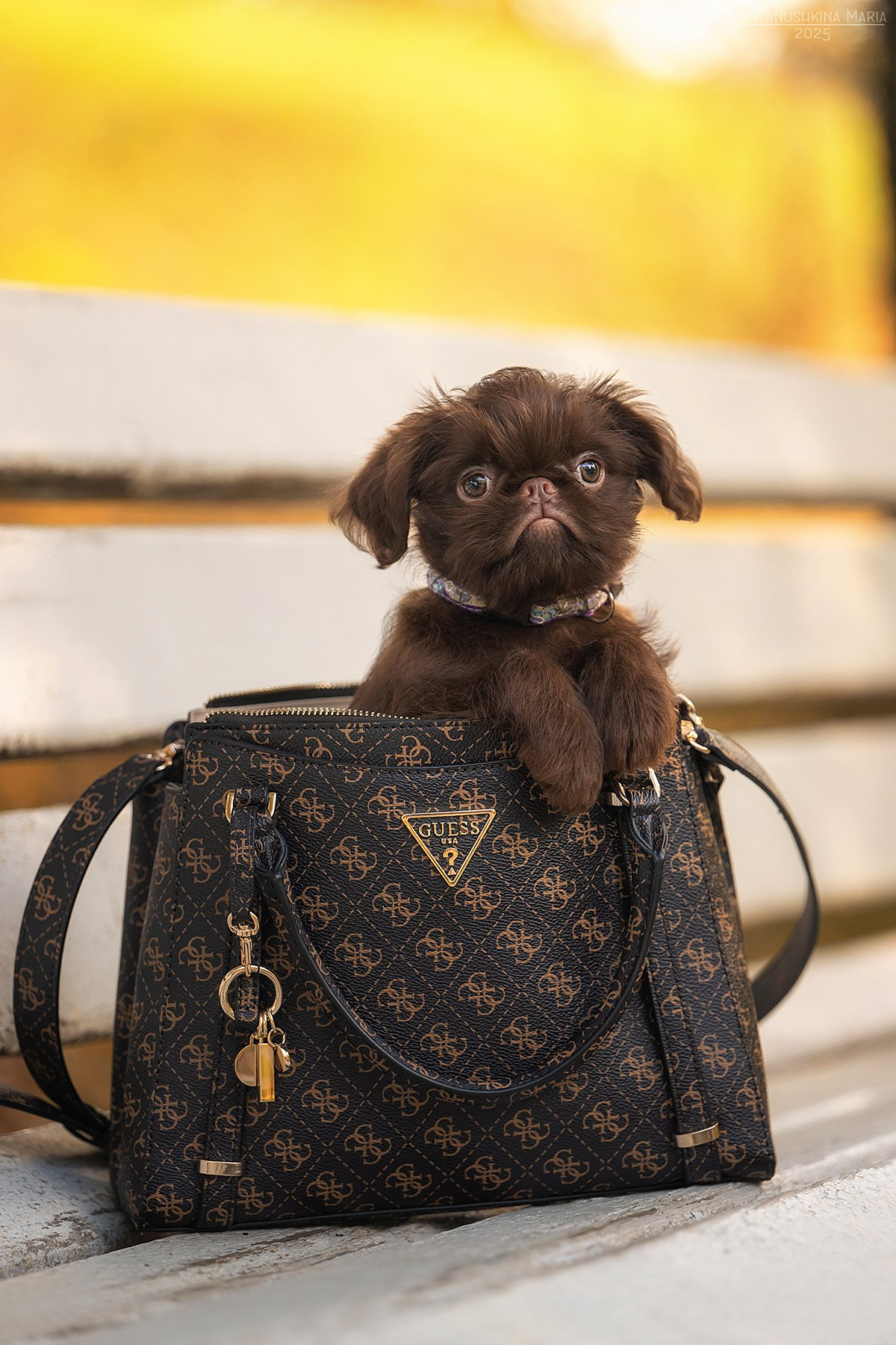 Фотосессия щенков на продажу. Фотограф собак в Москве и Московской области Иванушкина Мария