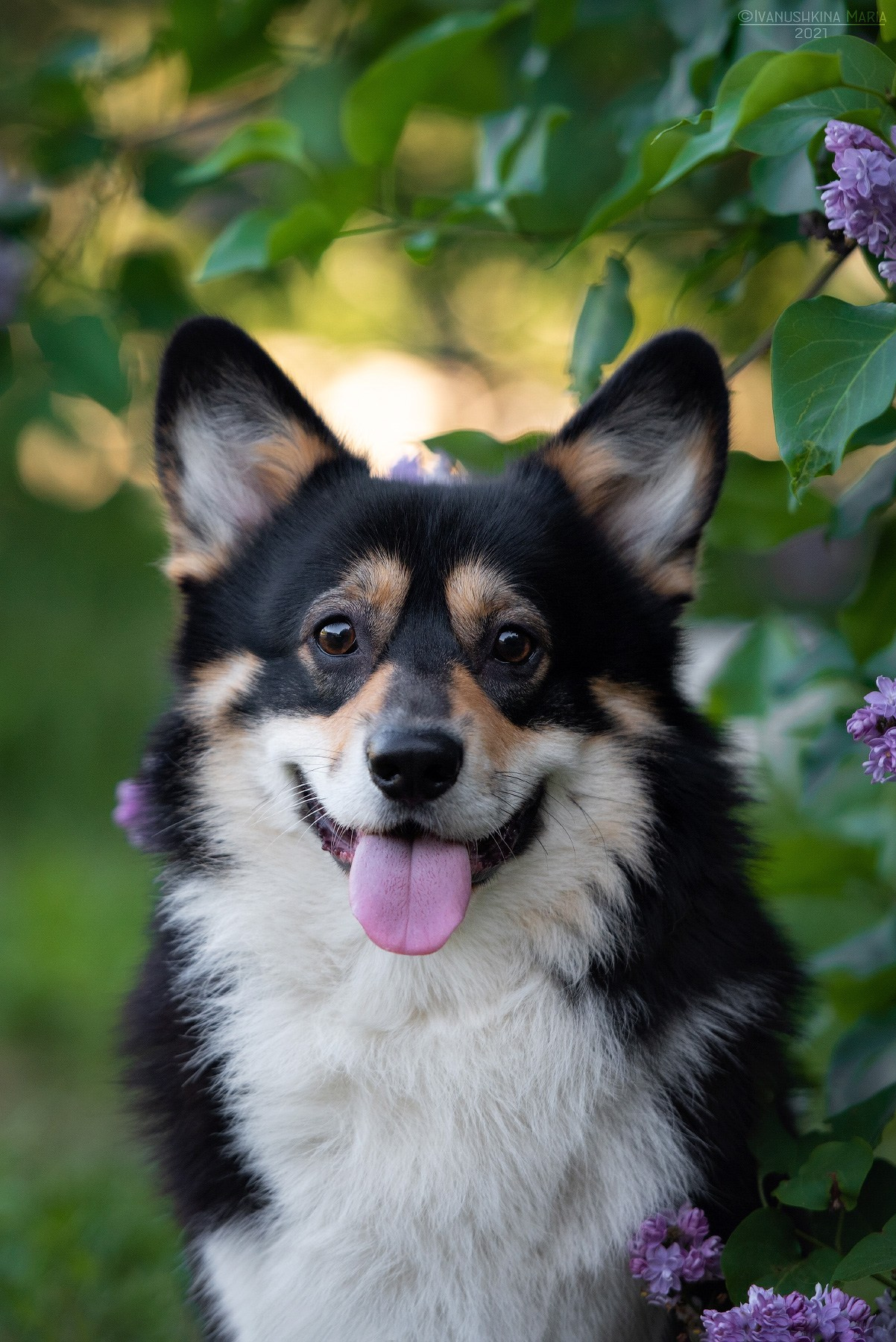вельш корги пемброк черноголовый триколор