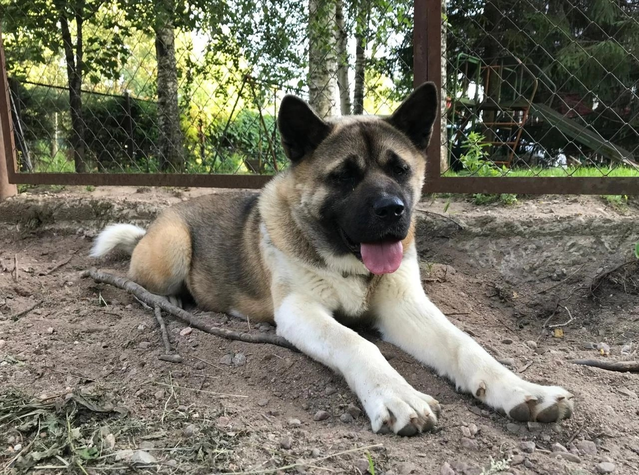 Американская акита Rubylight Sweet dream (RUBYLIGHT BIYA & Dilinze's Hause Orion)