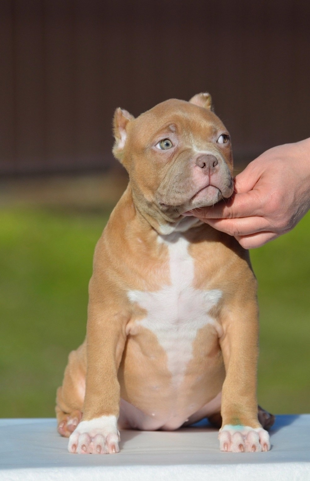 официальный питомника American Bully в ЛНР