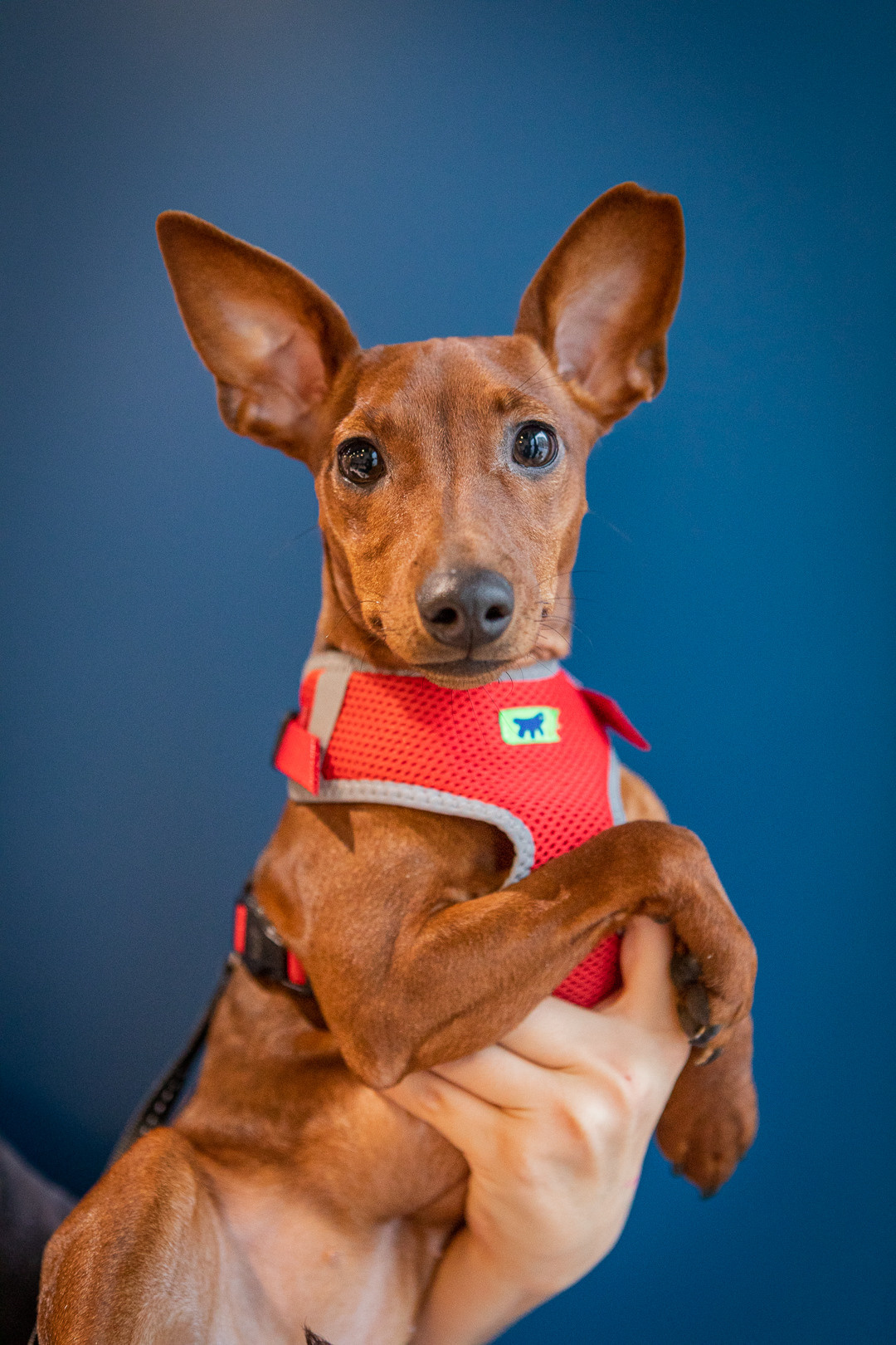 Портреты собак. Фотосессия под ключ в Москве — креативные, женские и семейные съёмки | Фотограф Анна Лебедева
