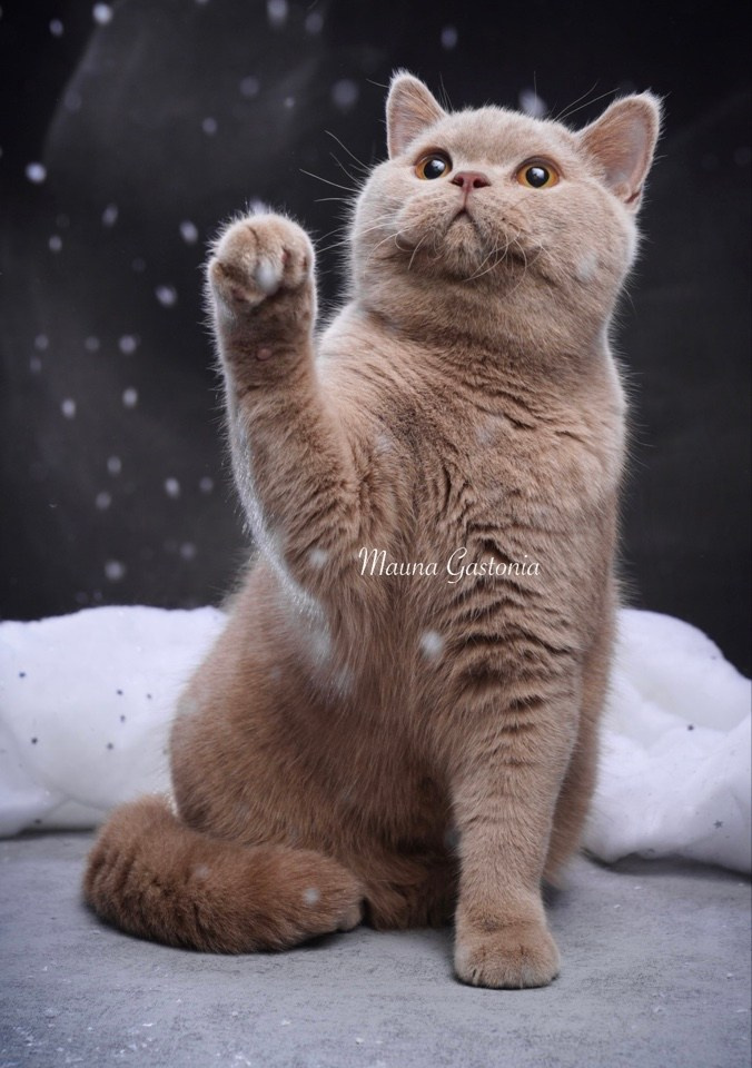 Vismut. Mauna Gastonia