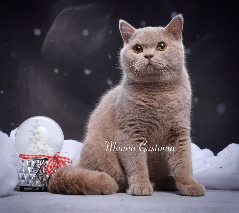 Vismut. Mauna Gastonia