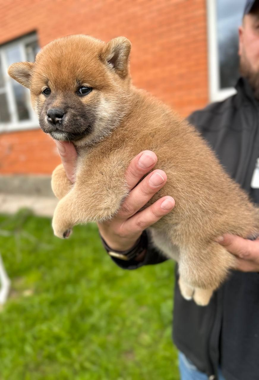 сиба питомник Рубилайт щенки на продажу rubylight  сиба щенки купить СПб Санкт-Петербург