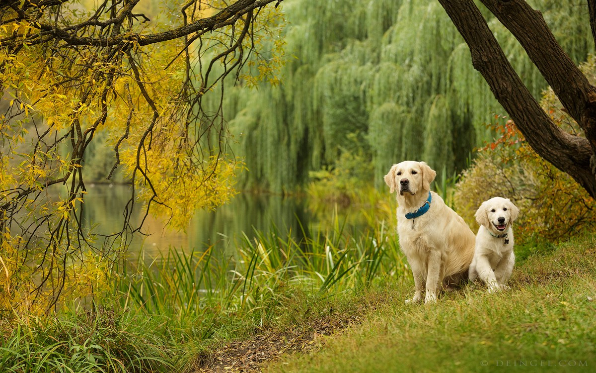 Съёмки собак на природе. Фотограф-анималист Natalia Deingel | Фотосъемка собак в Москве