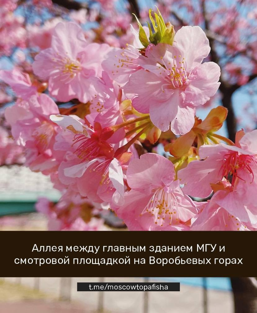 Локации для фотосессии в Москве