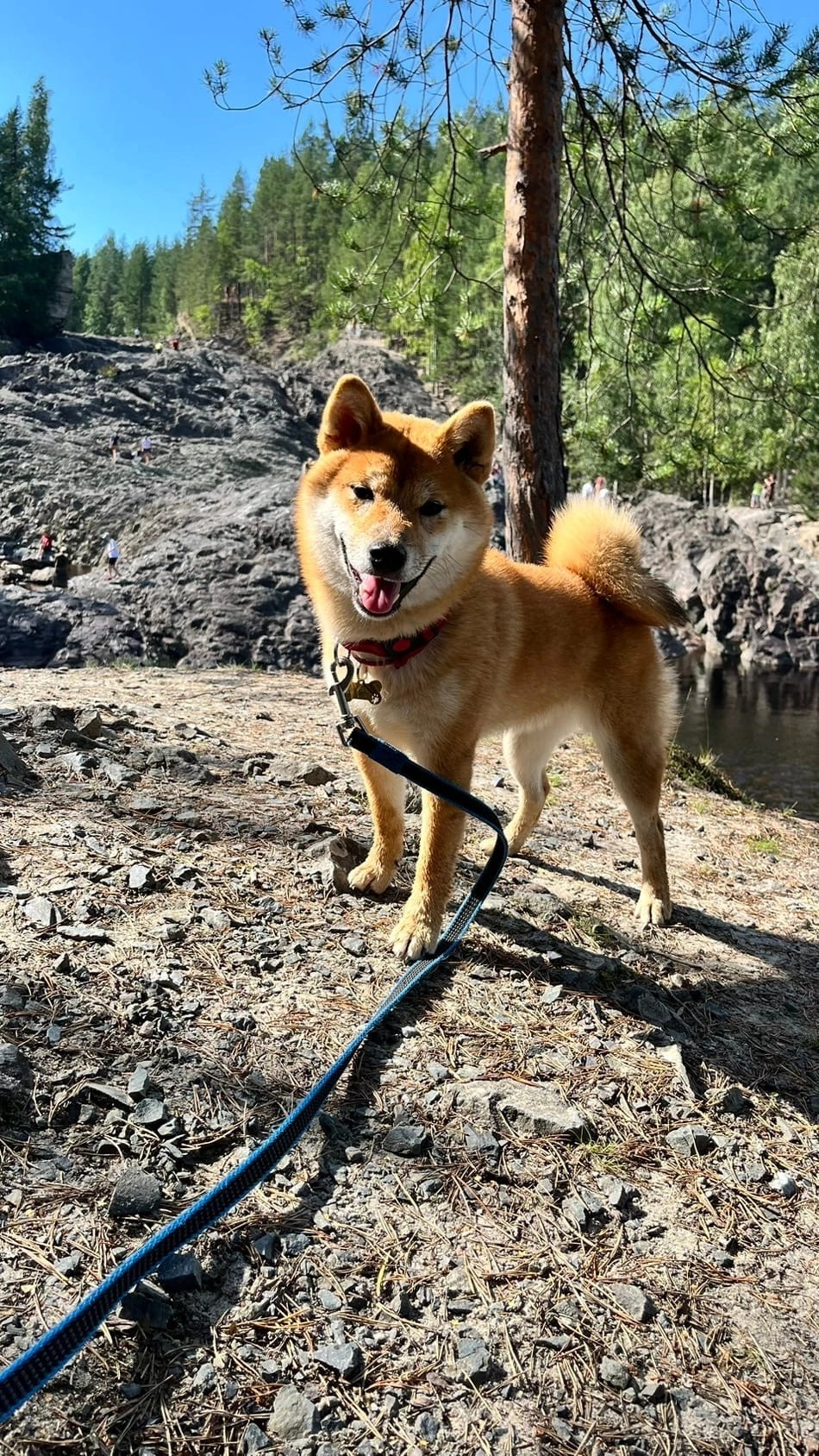 сиба питомник Рубилайт щенки на продажу rubylight  сиба щенки купить