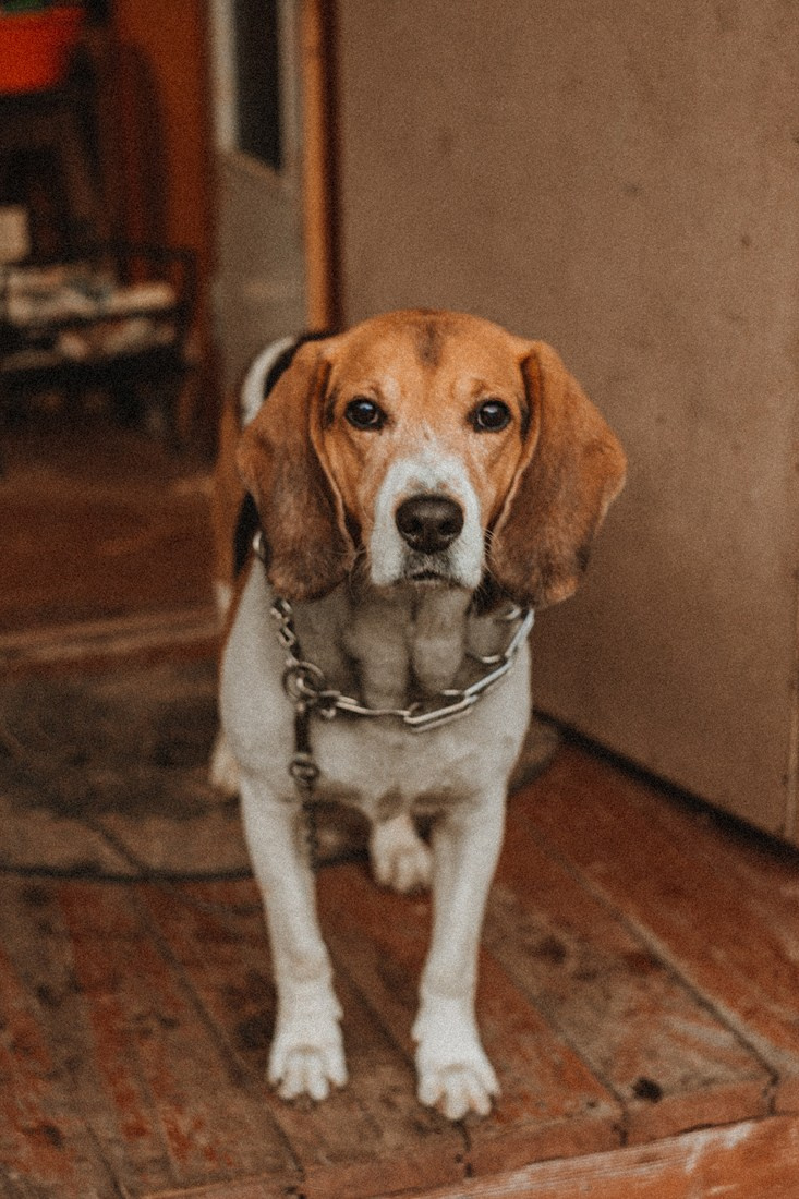 LIZA. Портретный и Семейный фотограф в Санкт-Петербурге Rocket Alice