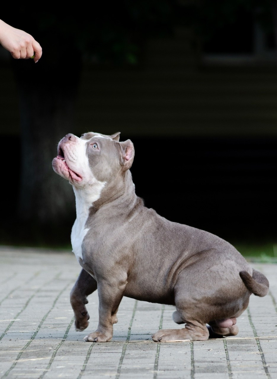American Bully питомник в Казани