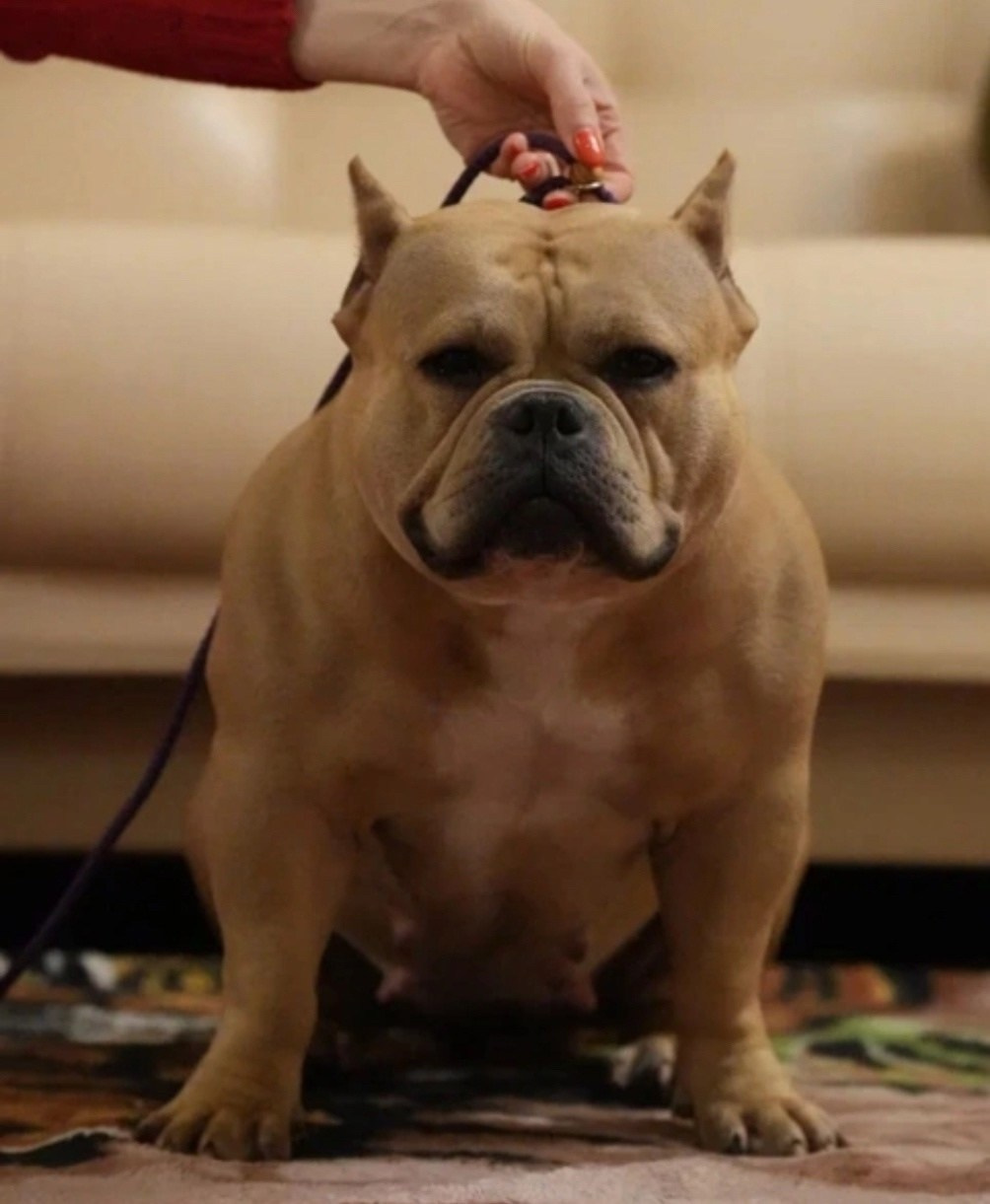 вязка American Bully в Казахстане