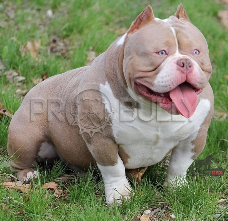 Колосал - американский булли экстрим 