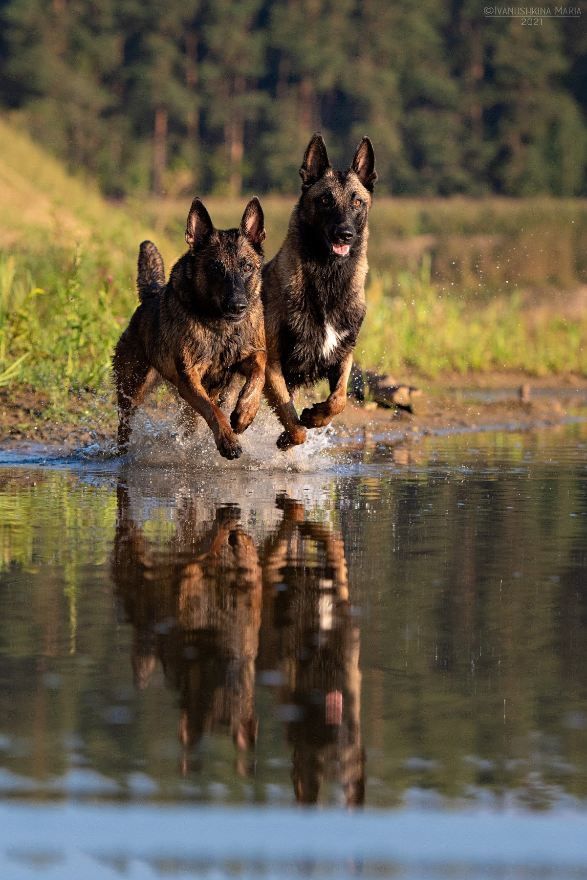 бельгийская овчарка малинуа