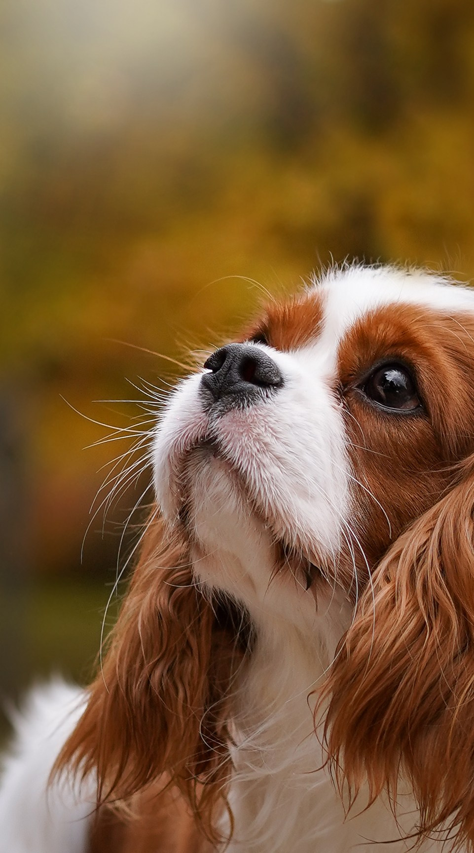 Катя Валера Саша и кавалерчики. Фотограф-анималист в Санкт-Петербурге Яна Мартынова