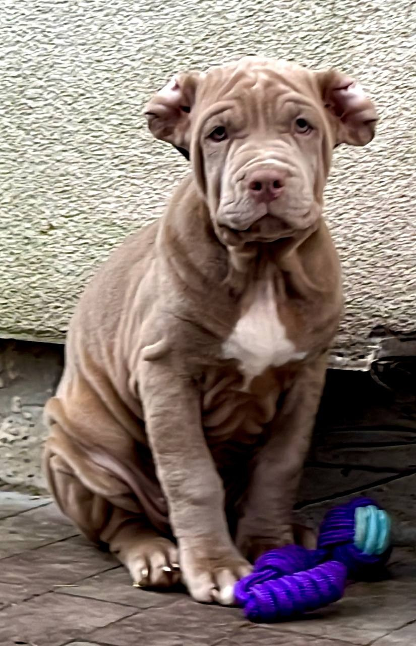 Hunter&Queenie, 10.09.25. Американские булли XL в г. Калининград. Питомник Great Bully UNIVERSE