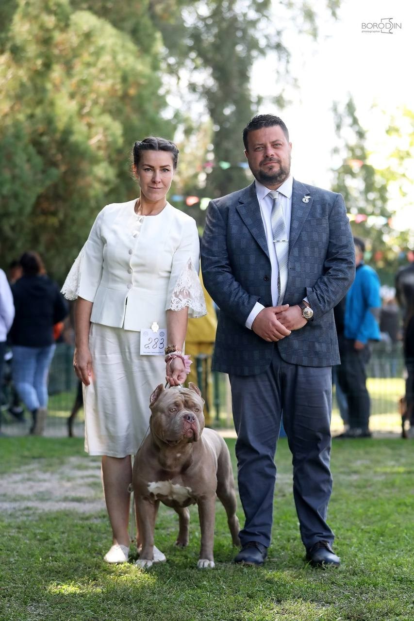 Участие в выставках. Американские булли XL в г. Калининград. Питомник Great Bully UNIVERSE