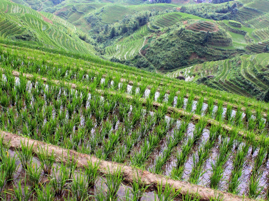 Гуанчжоу — Яншо — Дажай — Фэнхуан — Чжанцзяцзе. Семейный и детский фотограф Margo Photolab в Москве