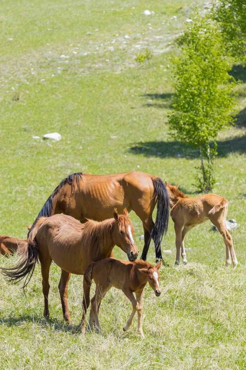 Животные. Photomantis