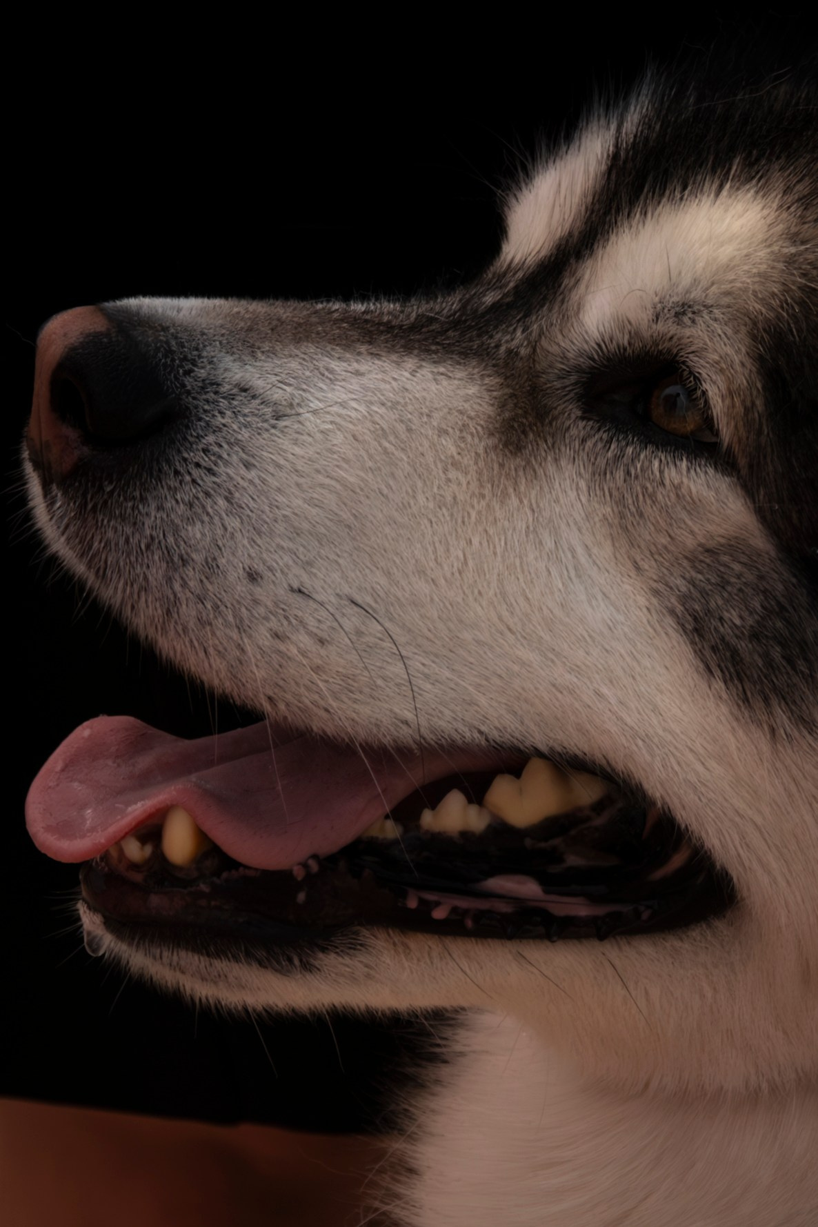 Россия 2025. Фотограф-анималист в Москве Екатерина Тихонова