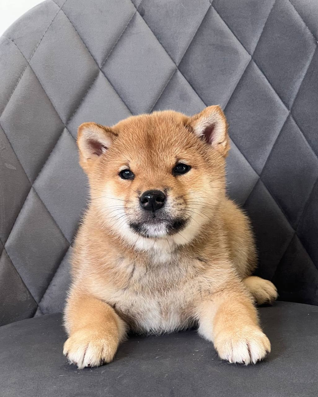 сиба питомник Рубилайт щенки на продажу rubylight  сиба щенки купить СПб Санкт-Петербург 