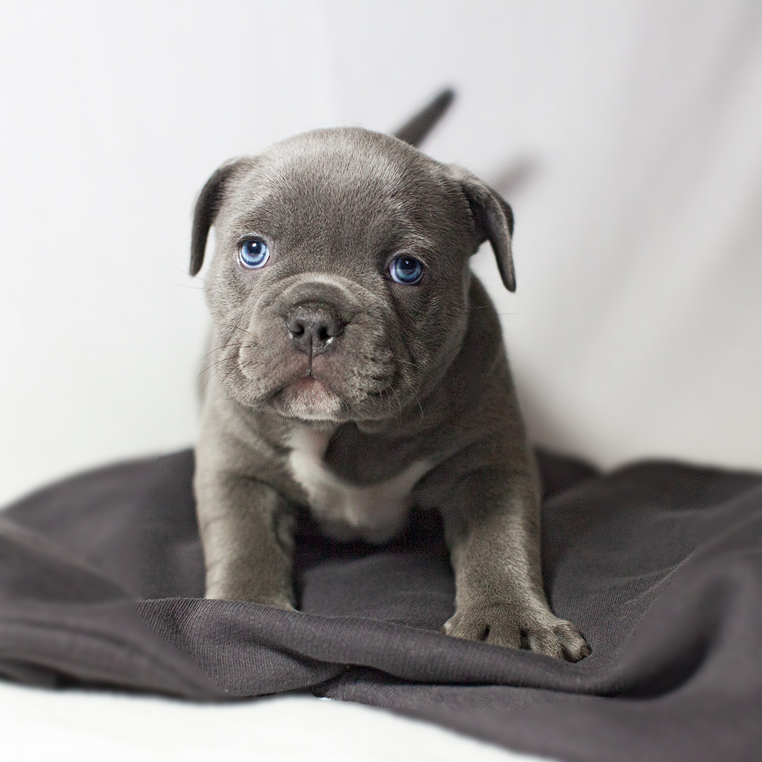 Щенки. Портретная и семейная съемка. Фотограф анималист