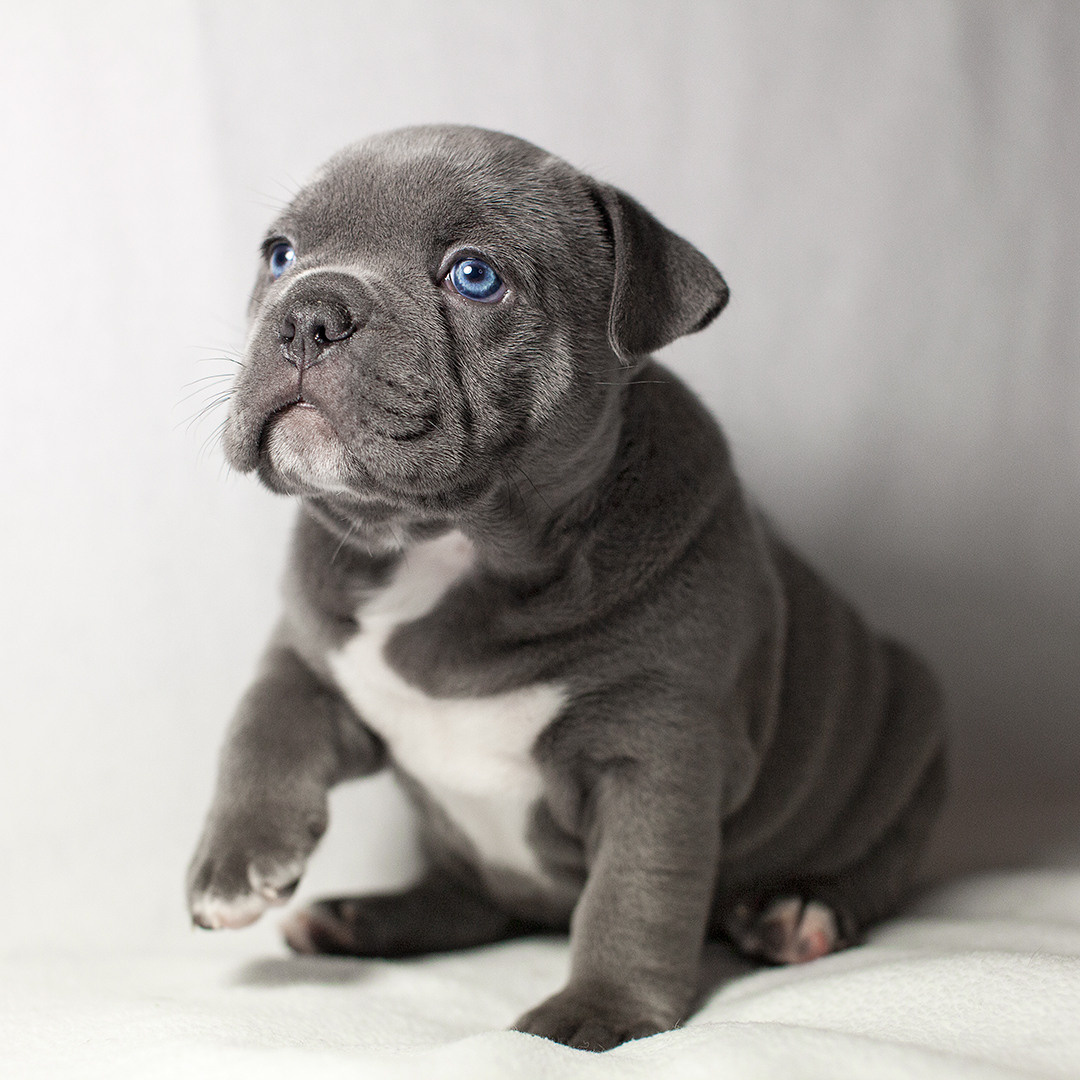 Щенки. Портретная и семейная съемка. Фотограф анималист