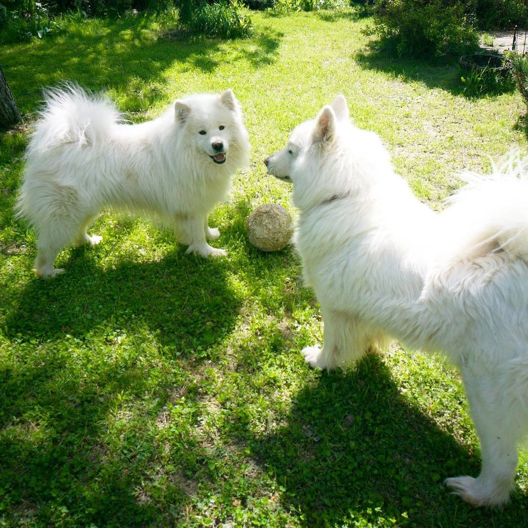 Anka`s Instagram. Заставка