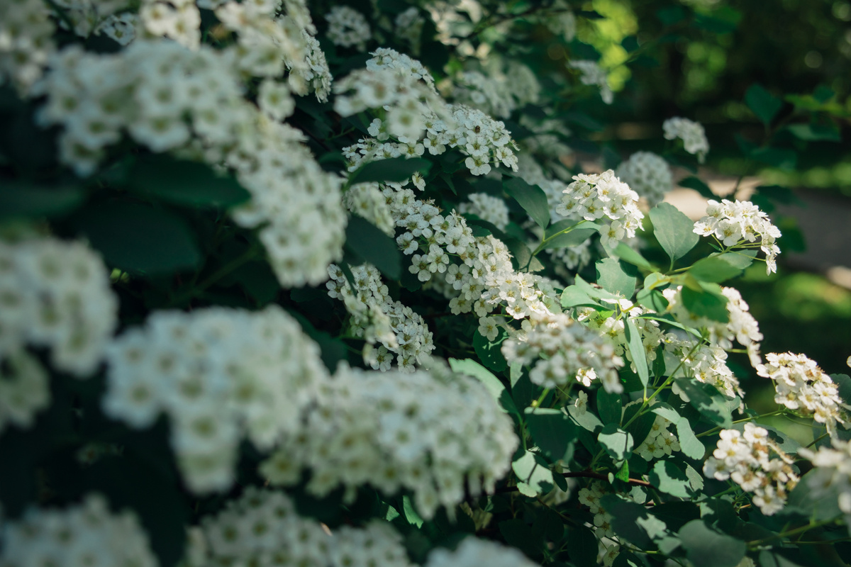 Екатеринский парк. Видеограф и фотограф на свадьбу в Москве