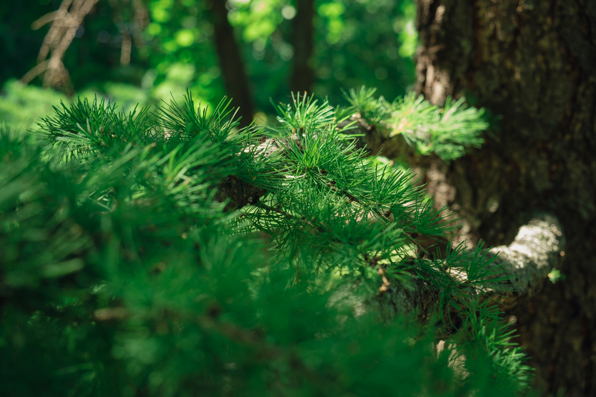 Екатеринский парк. Видеограф и фотограф на свадьбу в Москве