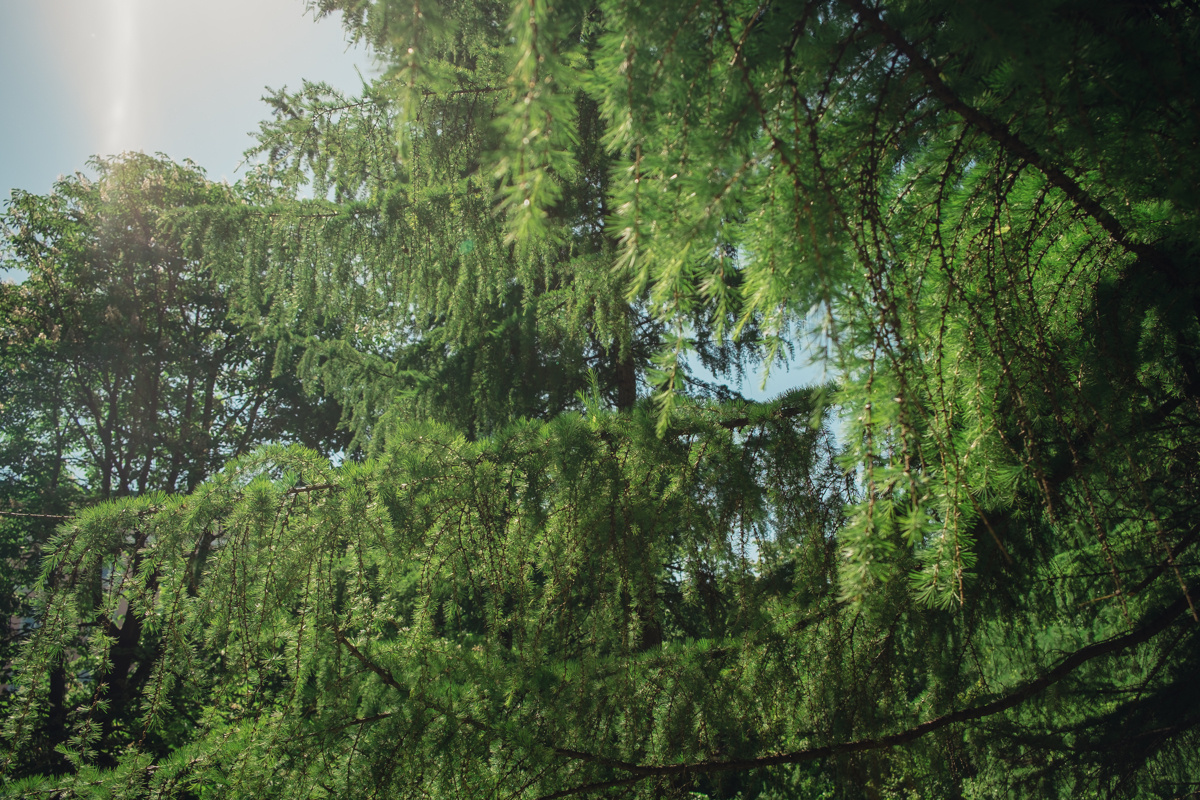 Екатеринский парк. Видеограф и фотограф на свадьбу в Москве
