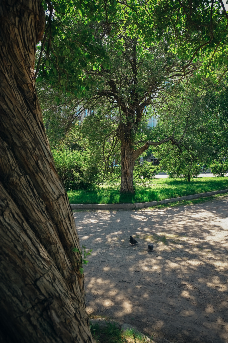 Екатеринский парк. Видеограф и фотограф на свадьбу в Москве