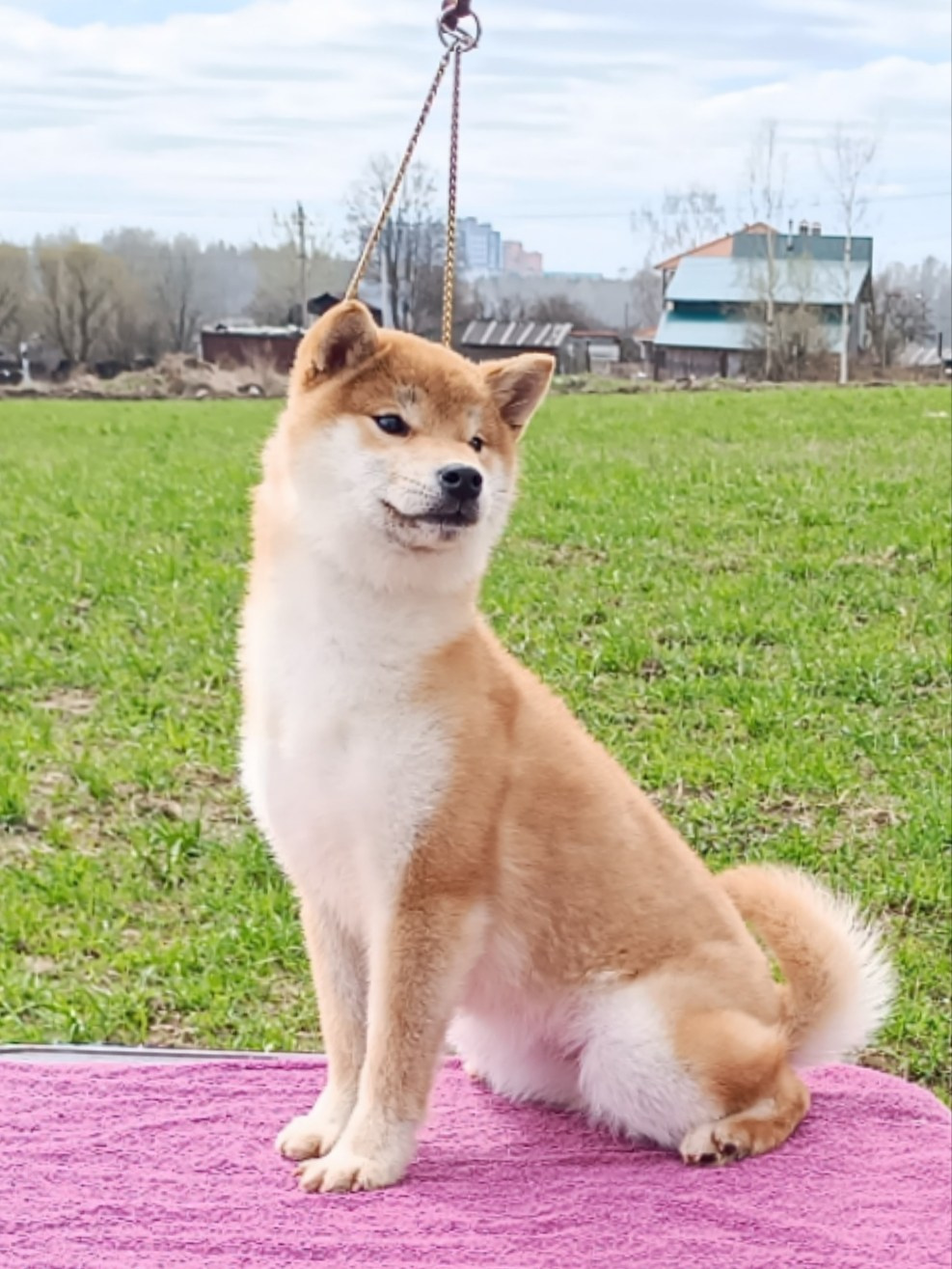 Rubylight Bella * Белла. Американская акита I Сиба ину I Питомник RUBYLIGHT