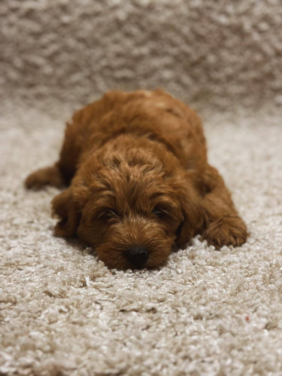 Щенки. Заводчик Labradoodle в Санкт-Петербурге — Костылева Ульяна