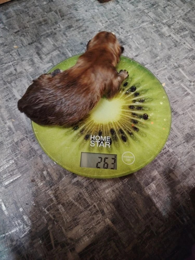 Rubylight Tuman. AMERICAN AKITA RUBYLIGHT KENNEL I SHIBA-INU