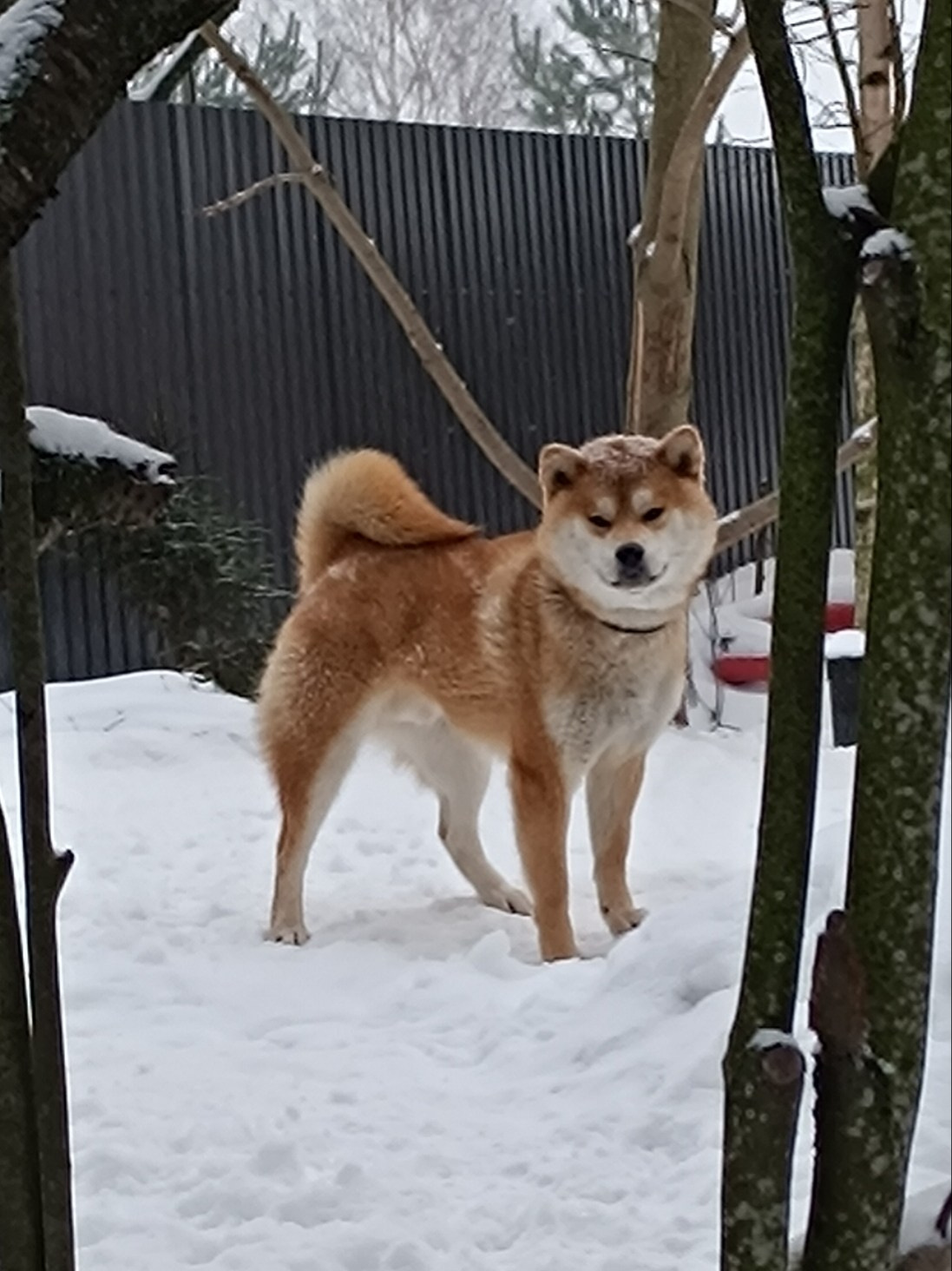 Сиба    Ганжи * Yuzhyy Solnechnyy Pes Ganji  Кобель сиба питомник Рубилайт