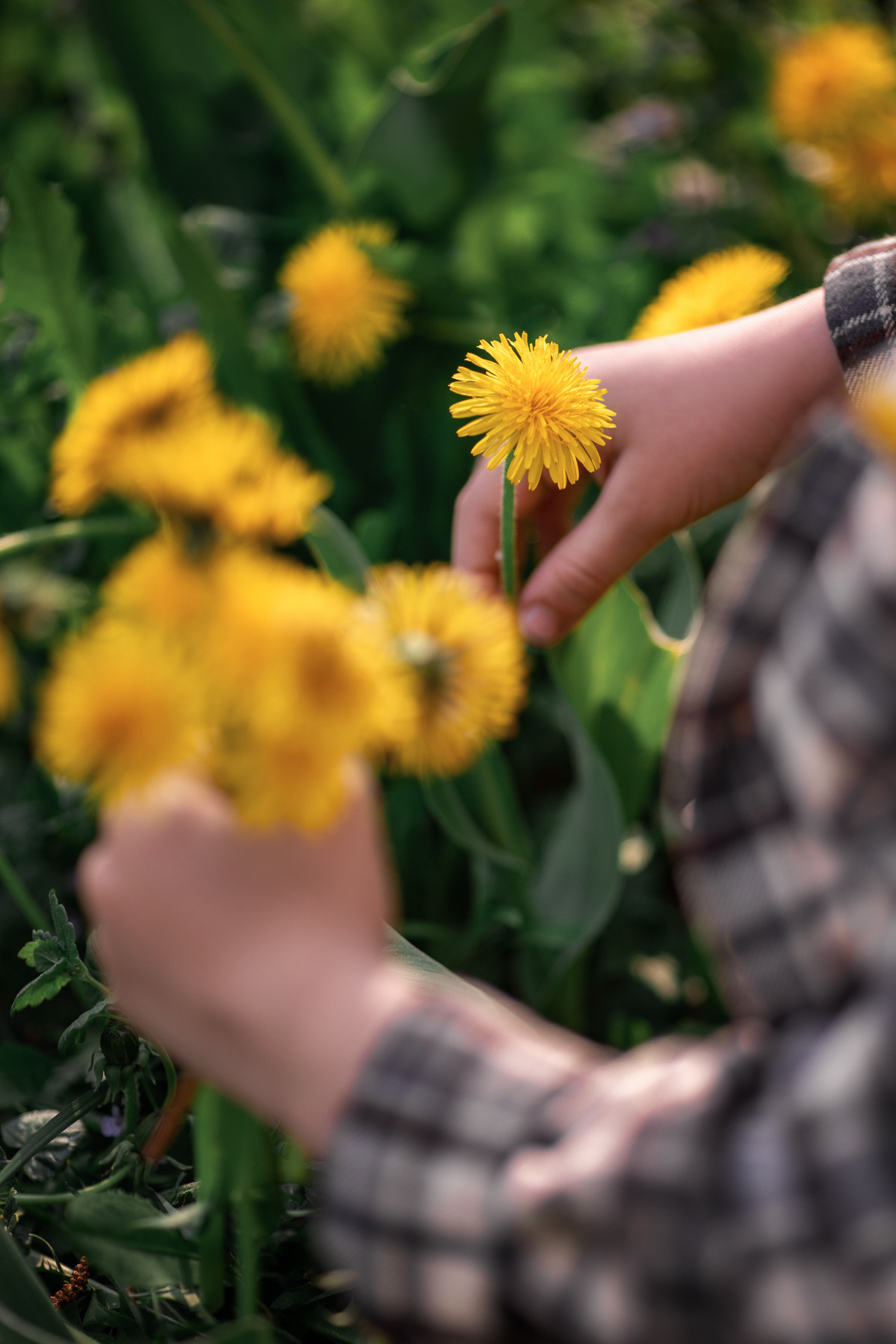 Одуванчики. Семейный и детский фотограф |Брянск| Анастасия Перепелкина