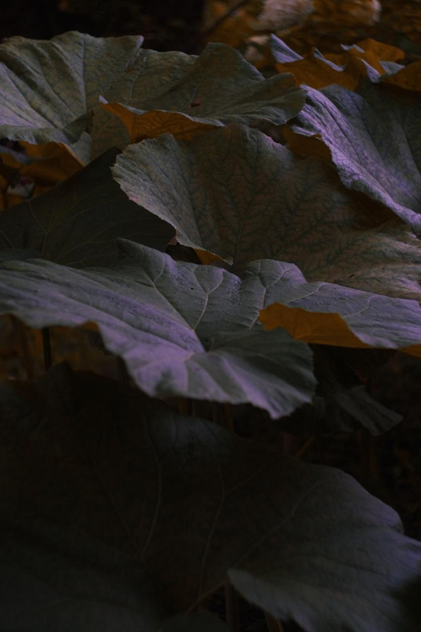 Аптекарский огород. Софа Катастрофа, Одичание. фотохудожница, креативный продюсер, автор. Nude, eros, портретный фотограф