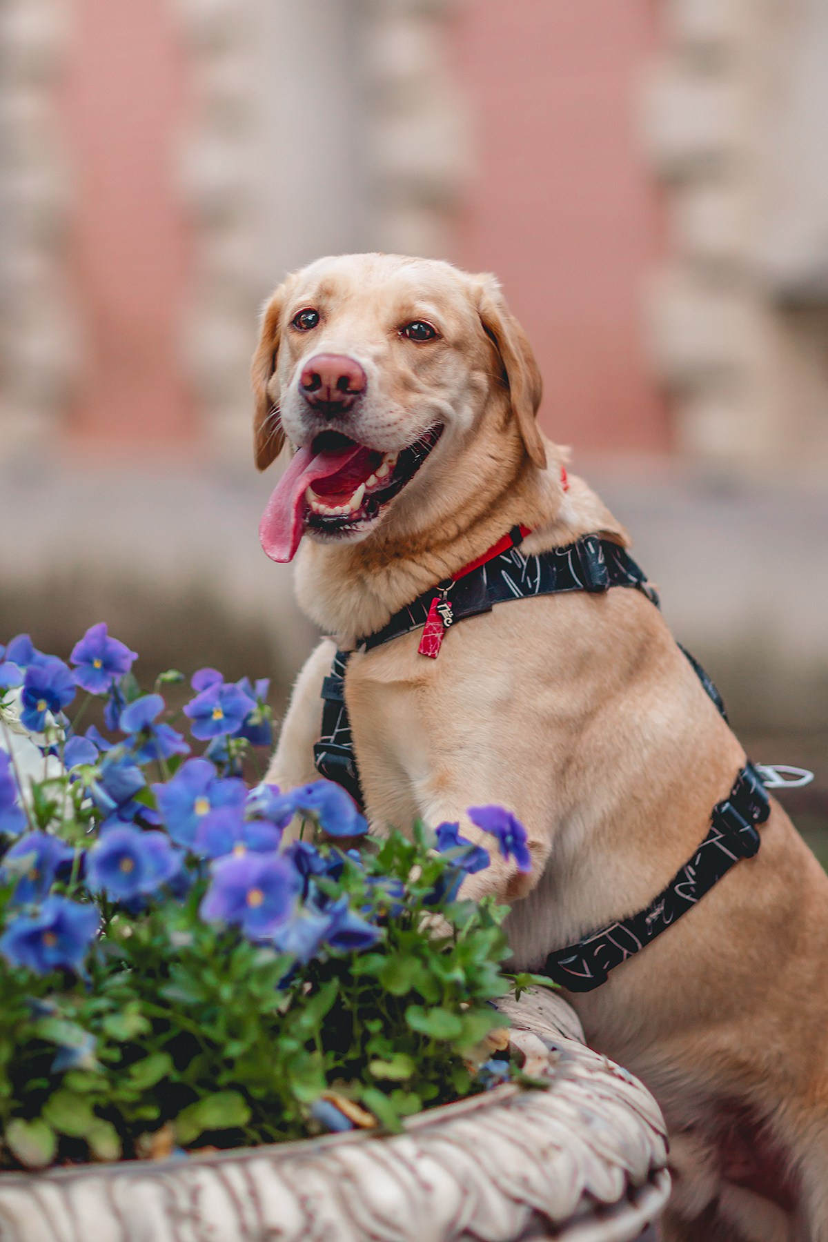 Костик, Валерия и Сергей. Семейный фотограф анималист Мария Крючкова