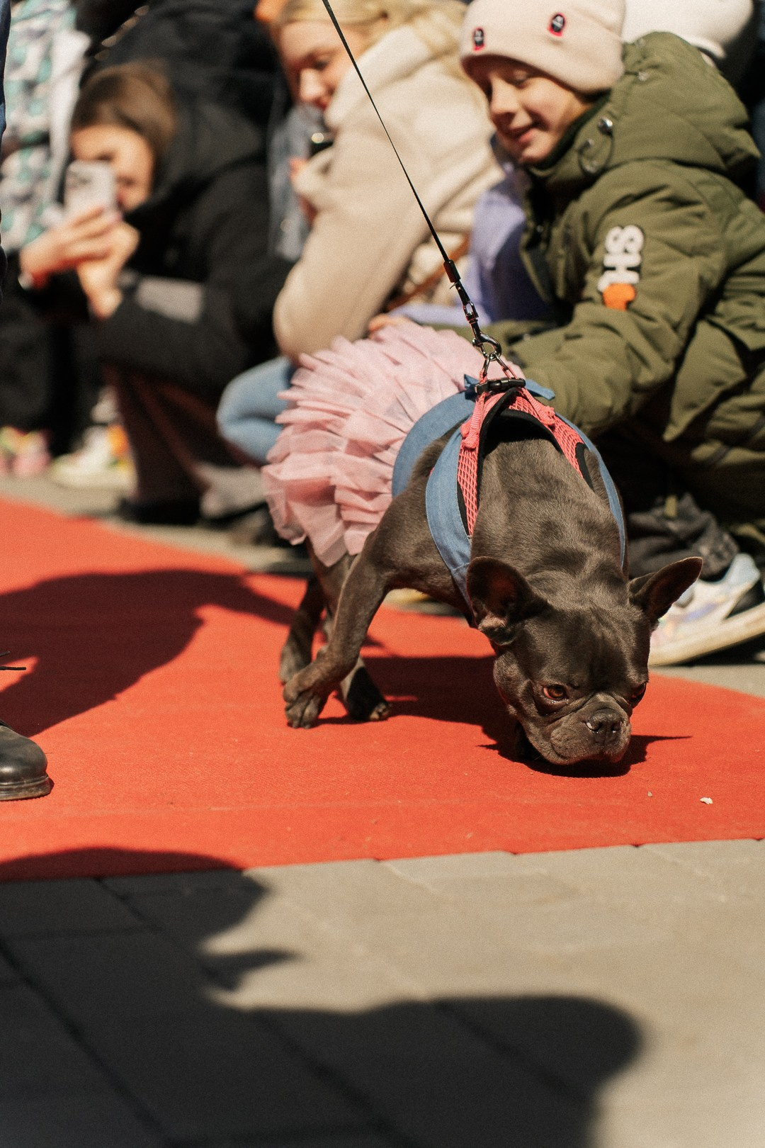 Парад Бульдогов. Axenov_eugene