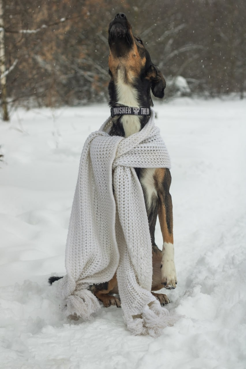 Даша, Кима, Лида и Амур. Катя Попова|ЛайфСтайл фотограф