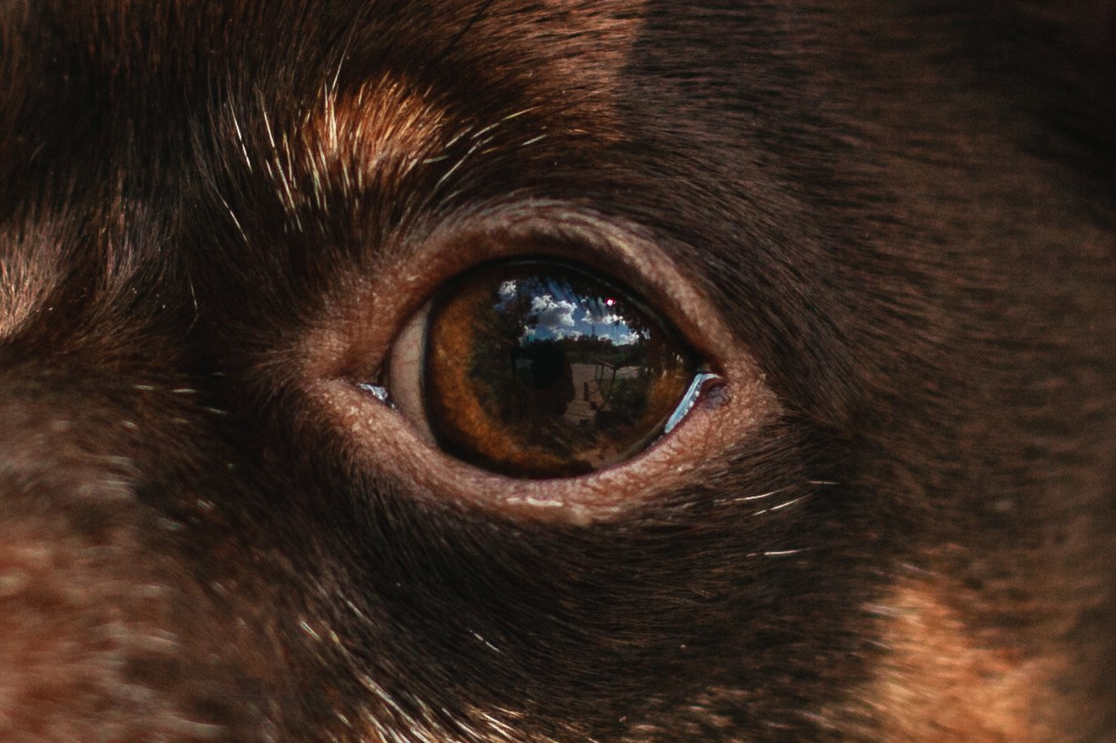 Восточный мост. Фотограф-анималист Татьяна Степанова