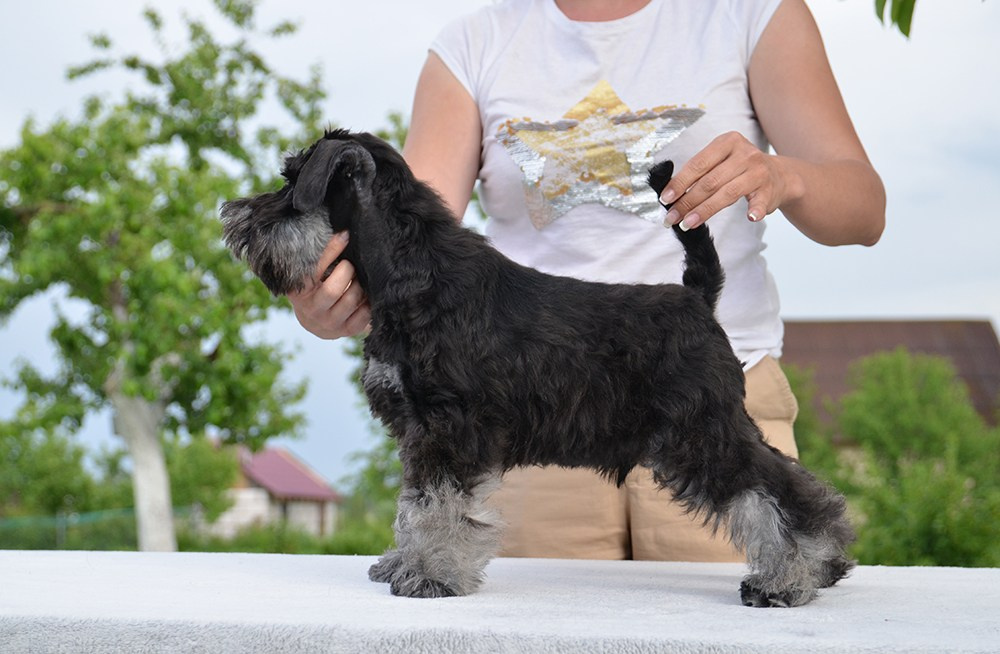 Шайн/Delinso Balance Oushen Moonshine. Питомник цвергшнауцеров в Беларуси «Делинсо Бэлэнс»