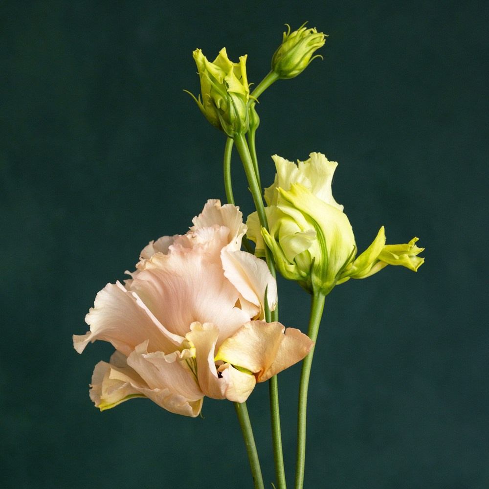 Tender Poise. Author’s fine art prints with international delivery