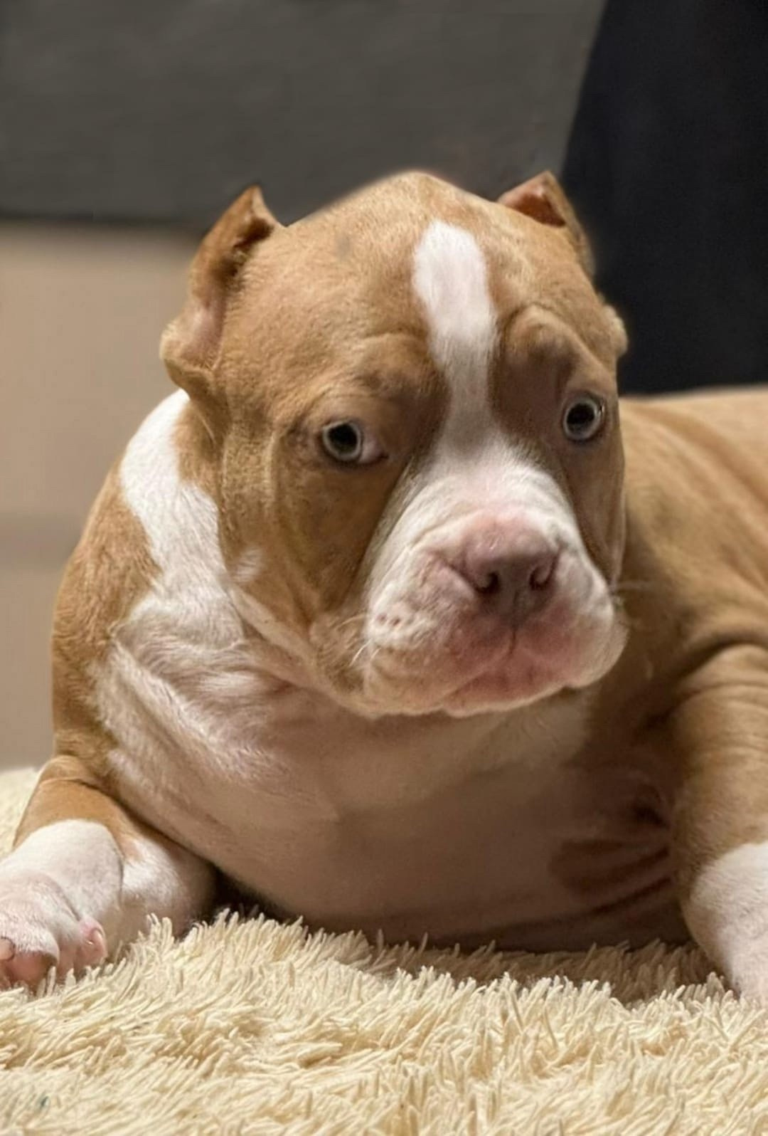 купить American Bully в ДНР